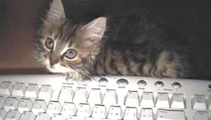 les chats....