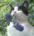 le chat est sa fleure