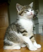 minou
